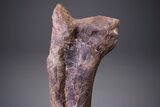 Hadrosaur (Hypacrosaurus) Femur with Metal Stand - Montana #264989-5